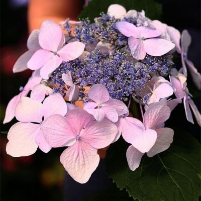 Гортензия пильчатая Блю Клоудс, С3 Гортензия пильчатая Блю Клоудс, С3 - Dolina-Sad.Ru