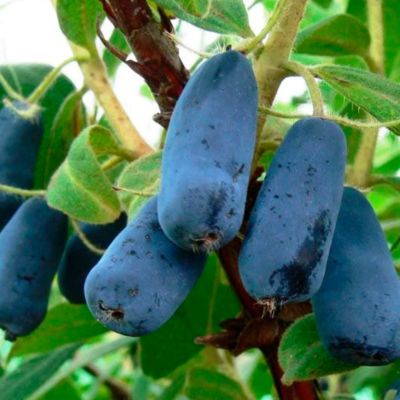 Жимолость съедобная Камчатская Жимолость съедобная Камчатская - Dolina-Sad.Ru