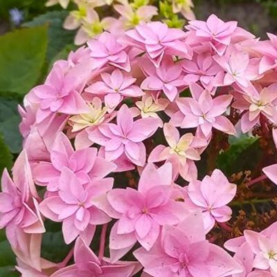 Гортензия крупнолистная Флориа Гортензия крупнолистная Флориа - Dolina-Sad.Ru