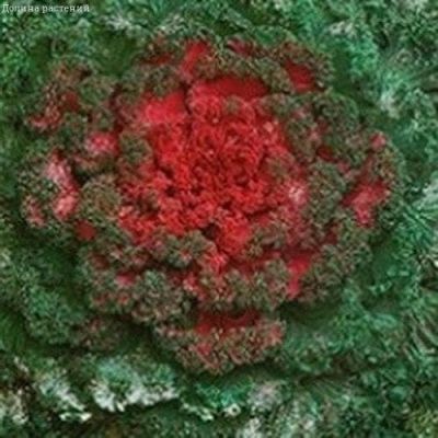 Капуста декоративная Нагойя красная F1 Капуста декоративная Нагойя красная F1 фото