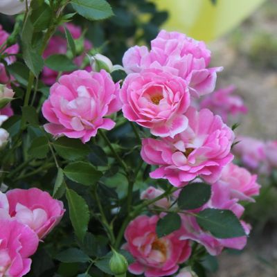 Роза Флирт фото