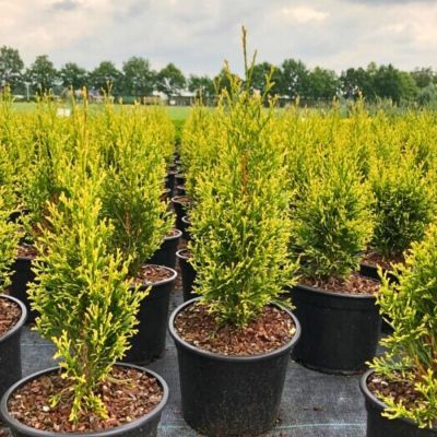 Туя западная Брайт Смарагд - Dolina-Sad.Ru