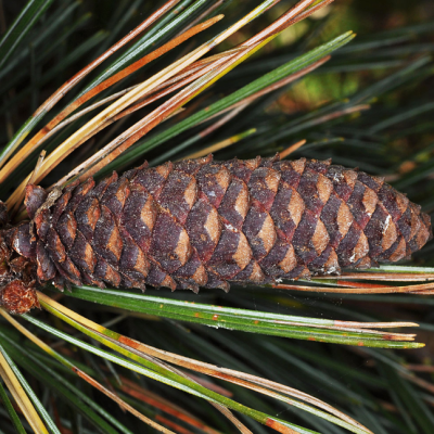 Сосна горная западная Сосна горная западная фото