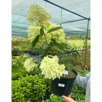 Гортензия метельчатая Фантом, С3 Гортензия метельчатая Фантом, С3 - Dolina-Sad.Ru