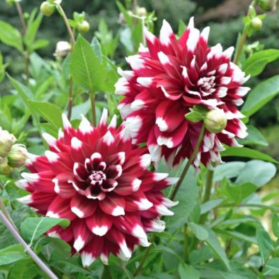 Георгина Дуэт Георгина Дуэт - Dolina-Sad.Ru