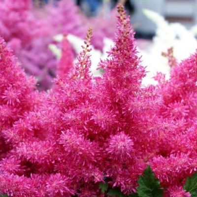 Астильба Арендса Драм энд Басс - Dolina-Sad.Ru