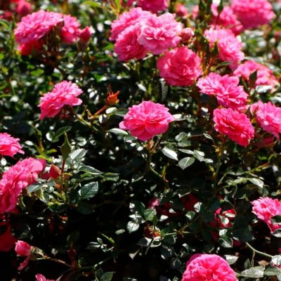 Набор почвопокровных роз (1+1=3) фото