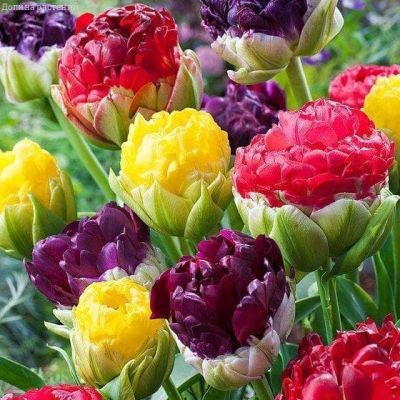 Микс Пионовидных тюльпанов фото