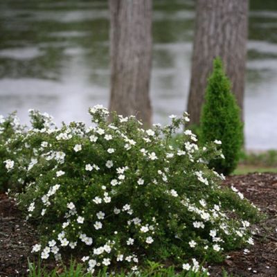 Лапчатка кустарниковая Aбботсвуд, С1,5 - Dolina-Sad.Ru