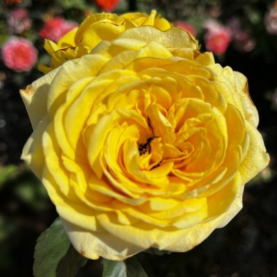 Роза Соуза - Dolina-Sad.Ru