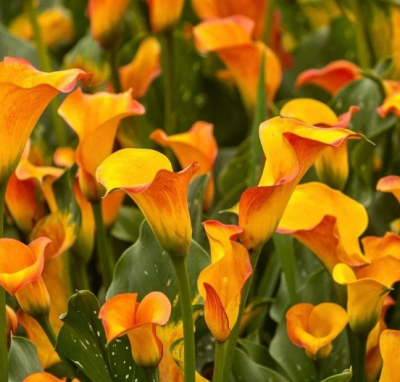 Калла МАНГО за 1 копейку! фото