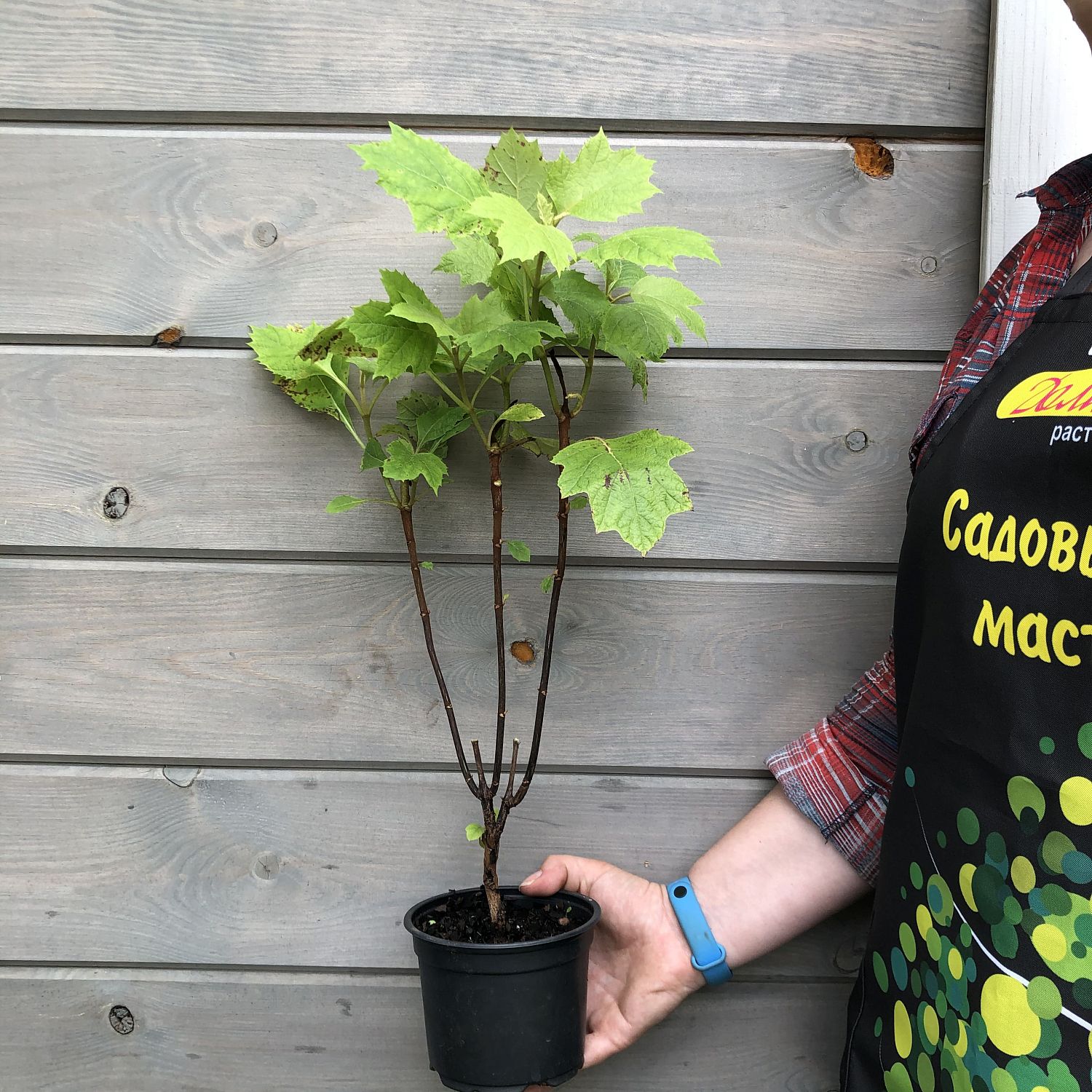 Гортензия дуболистная Алиса Гортензия дуболистная Алиса фото