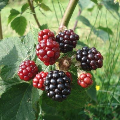 Ежевика Гималаи - Dolina-Sad.Ru