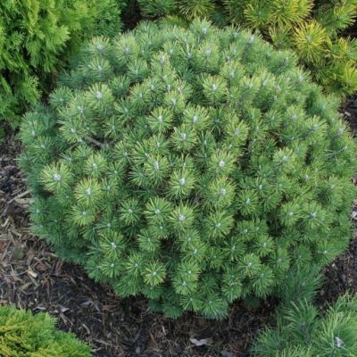 Сосна горная Мопс Сосна горная Мопс фото