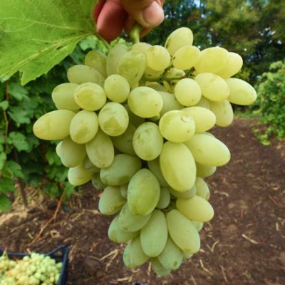 Виноград Нилуфар - Dolina-Sad.Ru