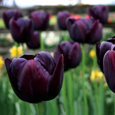 Тюльпан Квин оф Найт Тюльпан Квин оф Найт фото