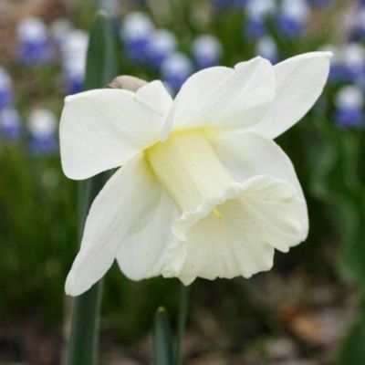 Нарцисс Орегон Сноу Нарцисс Орегон Сноу - Dolina-Sad.Ru