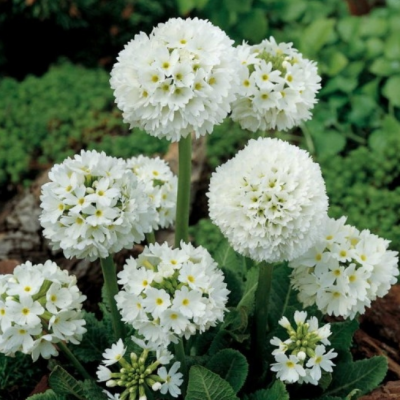 Примула мелкозубчатая Альба фото