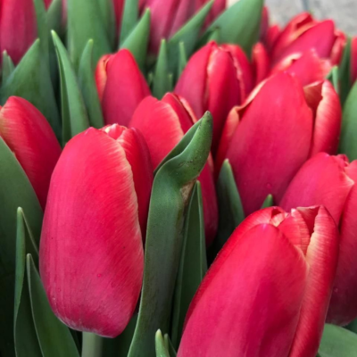 Тюльпан Кунг-фу - Dolina-Sad.Ru