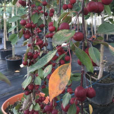 Яблоня Роял Бьюти Яблоня Роял Бьюти - Dolina-Sad.Ru