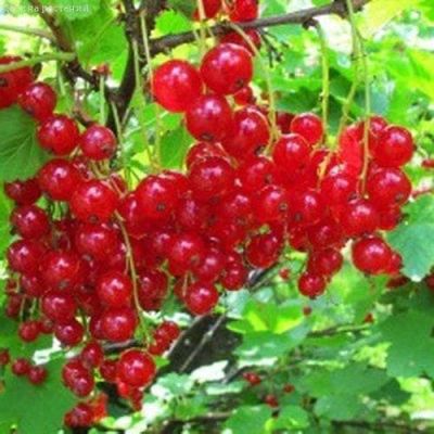 Смородина Красная Андрейченко за копейку! Смородина Красная Андрейченко за копейку! фото