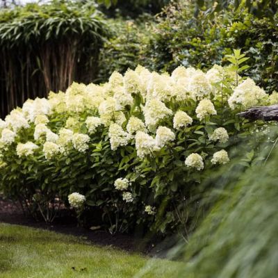 Гортензия метельчатая Саммер Сноу Гортензия метельчатая Саммер Сноу - Dolina-Sad.Ru