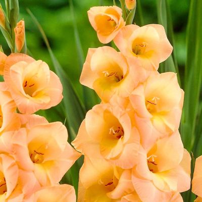 Гладиолус Эста Бонита Гладиолус Эста Бонита - Dolina-Sad.Ru