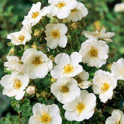 Лапчатка кустарниковая Маккейс Уайт Лапчатка кустарниковая Маккейс Уайт фото