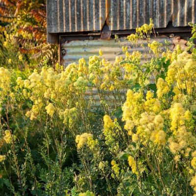 Василистник желтый сизый - Dolina-Sad.Ru