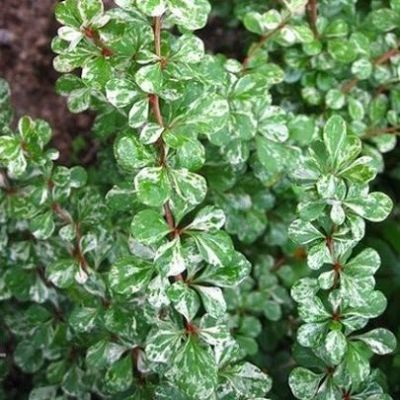 Барбарис Тунберга Келлерис Барбарис Тунберга Келлерис фото