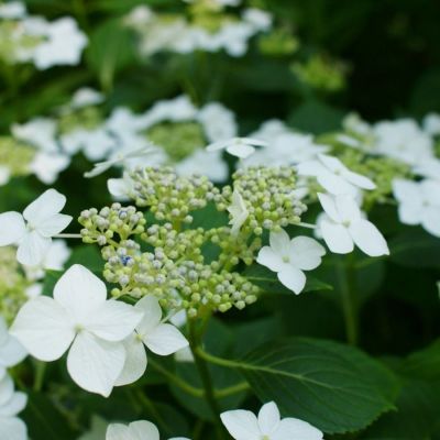 Гортензия крупнолистная Ланарт Уайт, С2 - Dolina-Sad.Ru