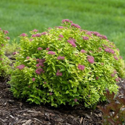 Спирея японская Голден Джек Спирея японская Голден Джек - Dolina-Sad.Ru