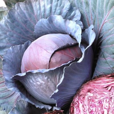 Капуста краснокочанная Марс МС Капуста краснокочанная Марс МС фото