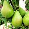Груша Ноябрьская/Зимняя Груша Ноябрьская/Зимняя фото