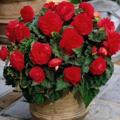 Бегония Вишневый фонтан F1, гранул. пробирка Бегония Вишневый фонтан F1, гранул. пробирка - Dolina-Sad.Ru