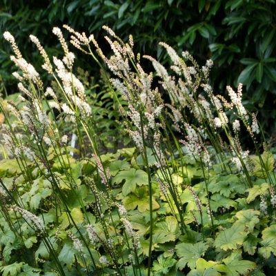 Воронец японский Сильер Денс - Dolina-Sad.Ru