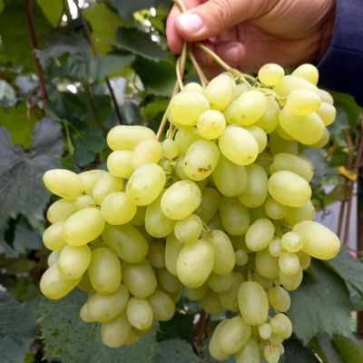 Виноград Нилуфар - Dolina-Sad.Ru