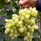 Виноград Нилуфар - Dolina-Sad.Ru