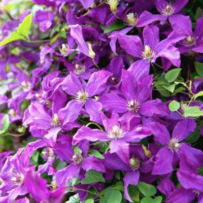 Клематис Полиш Спирит Клематис Полиш Спирит фото