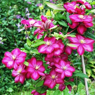 Клематис Вилл де Леон Клематис Вилл де Леон фото