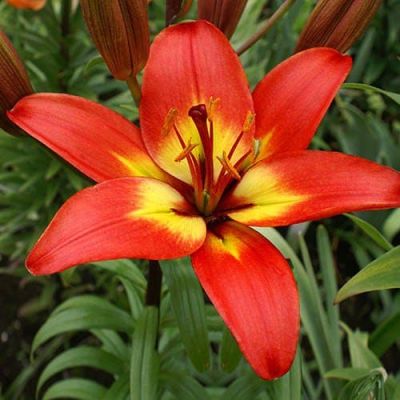 Лилия Форевер Линда Лилия Форевер Линда фото