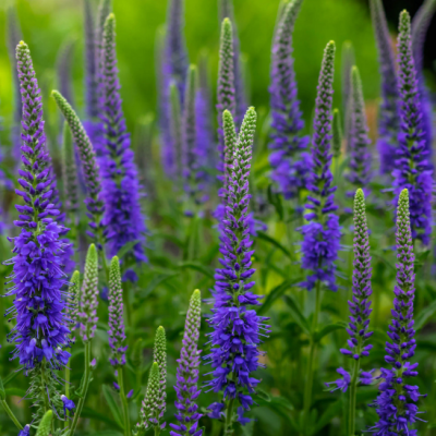 Вероника Блю Вероника Блю фото