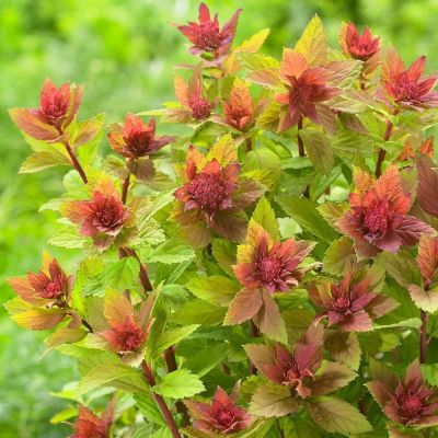 Спирея японская Спарклинг Шампань - Dolina-Sad.Ru