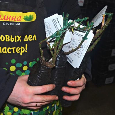 Роза Теодор Фонтейн Розе - Dolina-Sad.Ru