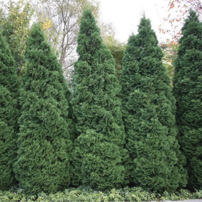 Туя западная Холмструп, С2 - Dolina-Sad.Ru