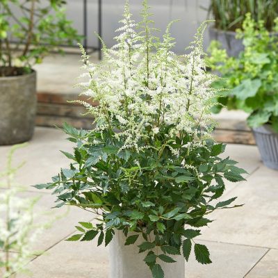 Астильба гибридная Изи Лисенинг - Dolina-Sad.Ru