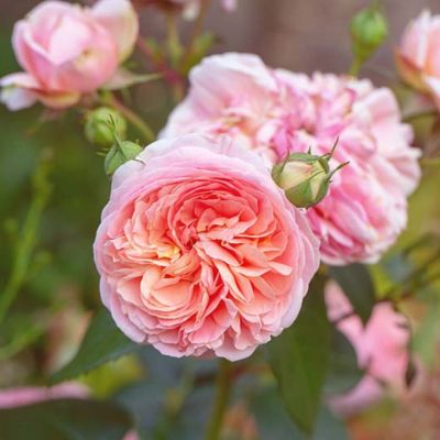 Роза Элеганс Роза Элеганс - Dolina-Sad.Ru