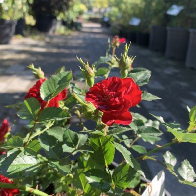 Роза Мини Красная Роза Мини Красная - Dolina-Sad.Ru