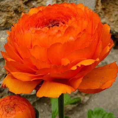 Ранункулюс Оранж Ранункулюс Оранж фото