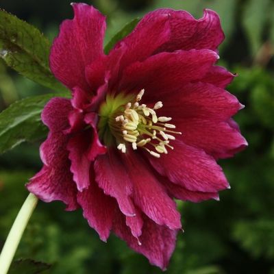 Морозник Дубль Хубридс Ред Промис - Dolina-Sad.Ru